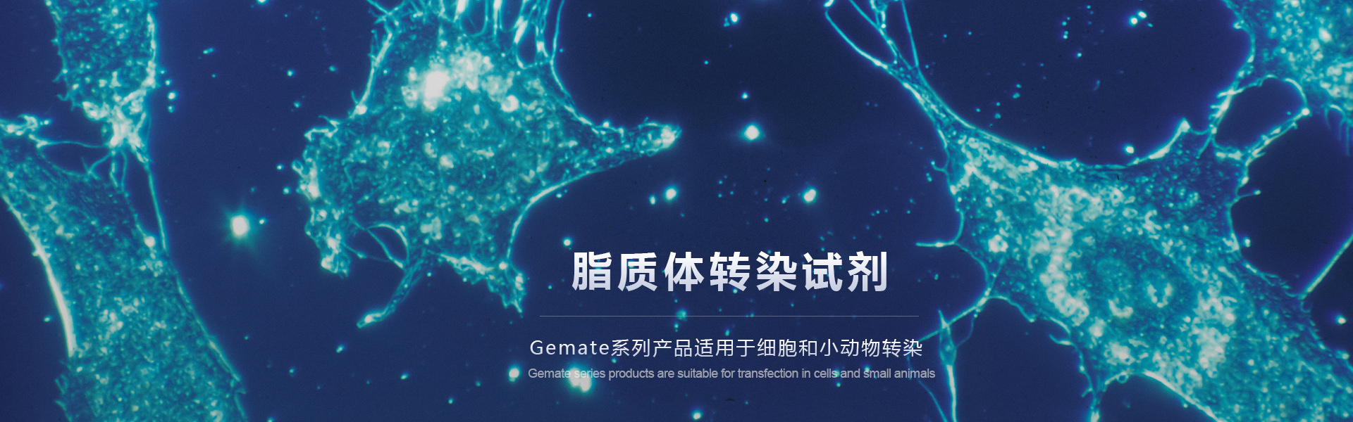 通栏图片